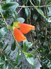 Nematanthus