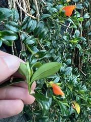 Nematanthus