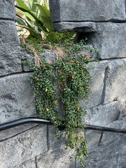 Nematanthus