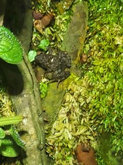 Adenomera hylaedactyla