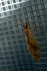 Hemerobius humulinus