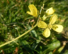 Diplotaxis catholica