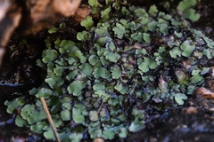 Plagiochasma rupestre