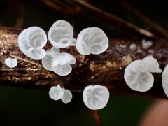 Campanella junghuhnii