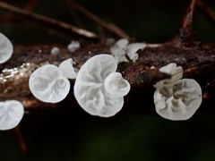 Campanella junghuhnii