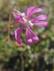 Silene colorata