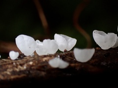 Campanella junghuhnii