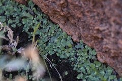 Plagiochasma rupestre