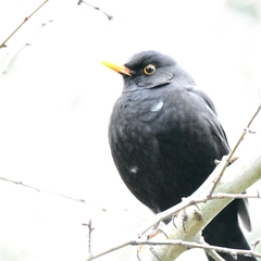 Turdus merula