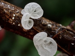 Campanella junghuhnii