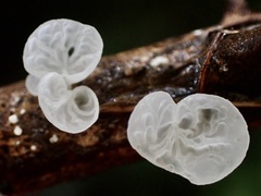 Campanella junghuhnii