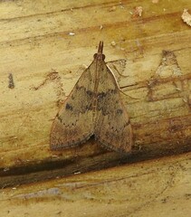 Uresiphita