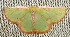 Eucyclodes buprestaria