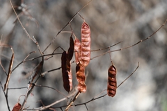 Acaciella