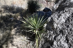 Yucca schottii