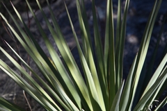 Yucca schottii