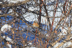 Phoenicurus erythronotus