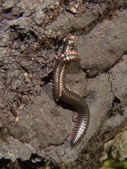 Ommatoiulus moreleti