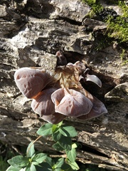 Auricularia polytricha