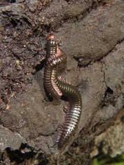 Ommatoiulus moreleti