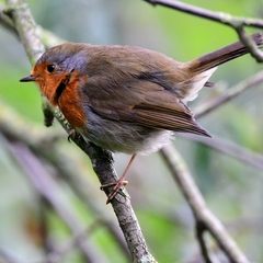 Erithacus rubecula