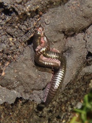 Ommatoiulus moreleti