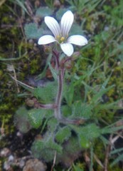 Saxifraga granulata