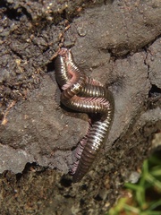 Ommatoiulus moreleti