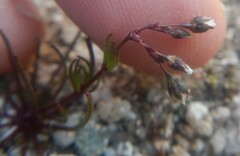 Spergularia purpurea