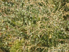 Atriplex halimus