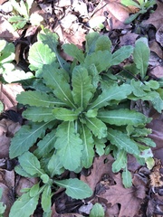 Erigeron philadelphicus