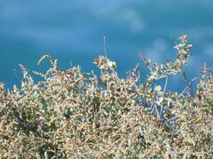 Atriplex halimus