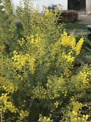 Acacia cultriformis