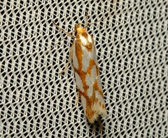 Myrascia bracteatella