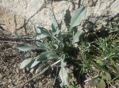 Cynoglossum cheirifolium