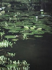 Caiman crocodilus crocodilus