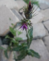 Carduus pycnocephalus