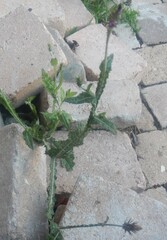 Carduus pycnocephalus