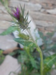 Carduus pycnocephalus