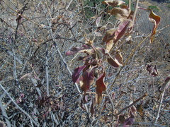 Anisomeria littoralis