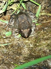 Leptodactylus petersii