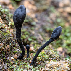 Trichoglossum