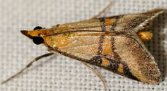 Metallarcha calliaspis