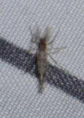 Chaoborus punctipennis