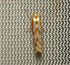 Myrascia bracteatella