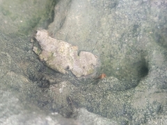 Dermatocarpon muhlenbergii