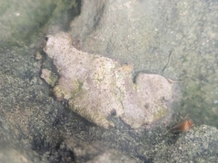 Dermatocarpon muhlenbergii