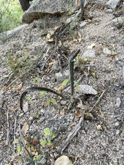 Peniocereus johnstonii