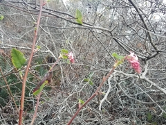 Ribes sanguineum