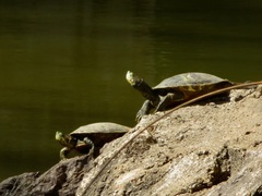 Trachemys ornata